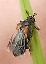 Ripiphorus luteipennis - photo 3