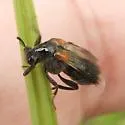 Ripiphorus luteipennis - photo 4