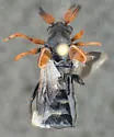 Ripiphorus luteipennis - photo 5