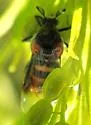 Ripiphorus mutchleri