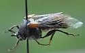 Ripiphorus mutchleri - photo 2