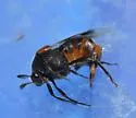 Ripiphorus mutchleri - photo 3