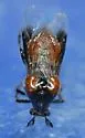 Ripiphorus mutchleri - photo 4