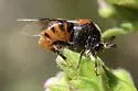 Ripiphorus mutchleri - photo 5