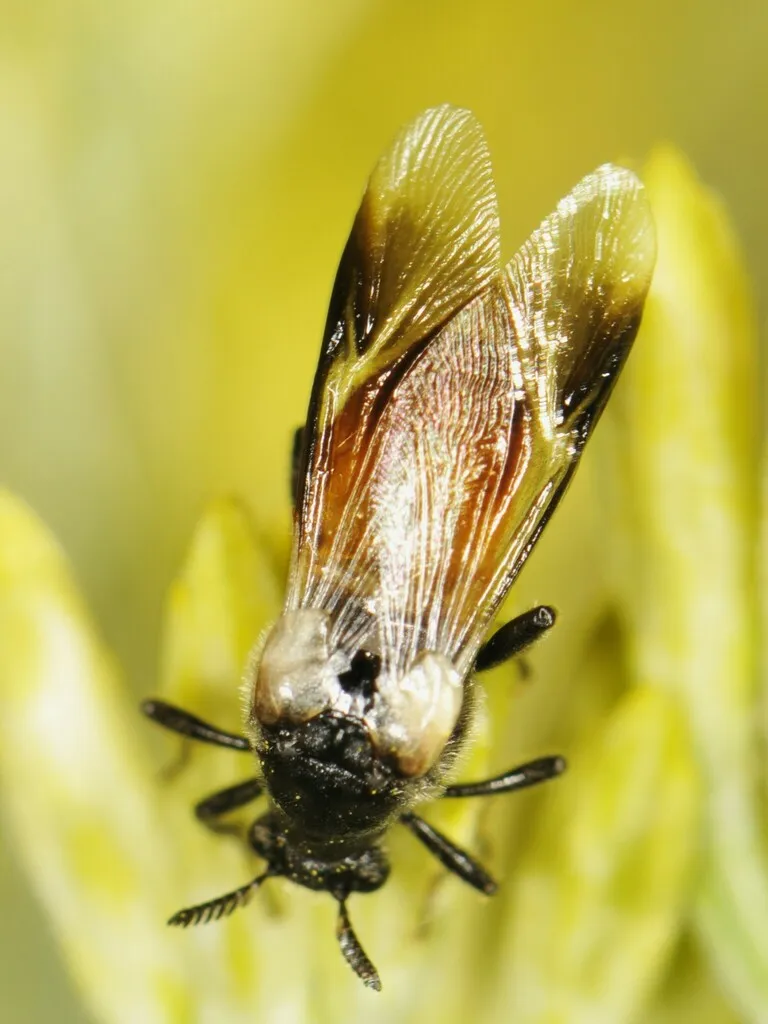 Ripiphorus neomexicanus - photo 2
