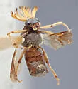 Ripiphorus nevadicus - photo 2