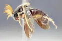 Ripiphorus nevadicus - photo 3
