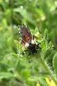Ripiphorus nomiae - photo 2