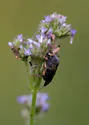 Ripiphorus nomiae - photo 3