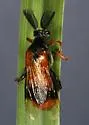 Ripiphorus popenoei - photo 2