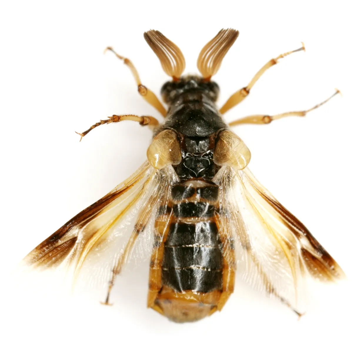 Ripiphorus rex - photo 3