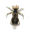 Ripiphorus scaber - Ripiphorus scaber