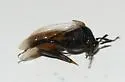 Ripiphorus scaber - photo 4