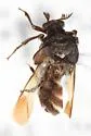 Ripiphorus schwarzi