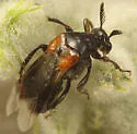 Ripiphorus sexdens - photo 2