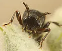 Ripiphorus sexdens - photo 3