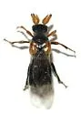 Ripiphorus sexdens - photo 4