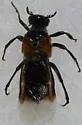 Ripiphorus sexdens - photo 5