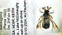 Ripiphorus solidaginis