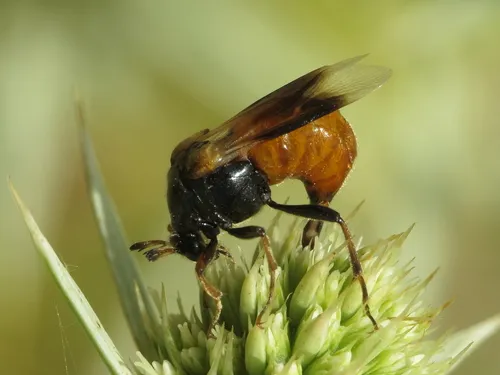 Ripiphorus subdipterus
