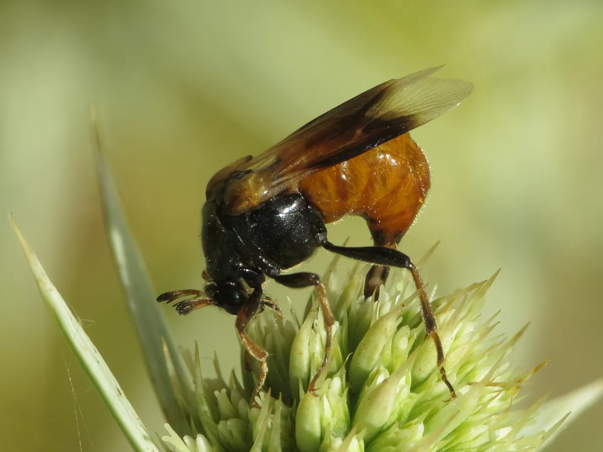 Ripiphorus subdipterus - photo 2