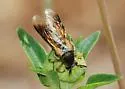 Ripiphorus vierecki - Ripiphorus vierecki