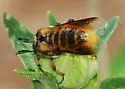 Ripiphorus vierecki - photo 2