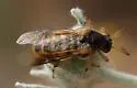 Ripiphorus vierecki - photo 3