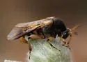 Ripiphorus vierecki - photo 4