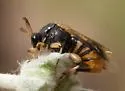 Ripiphorus vierecki - photo 5