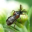 Ripiphorus walshi - needs ID review, do not trust these - Ripiphorus walshi