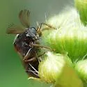 Ripiphorus walshi - needs ID review, do not trust these - photo 2