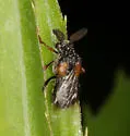 Ripiphorus walshi - needs ID review, do not trust these - photo 3