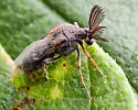 Ripiphorus walshi - needs ID review, do not trust these - photo 4