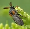 Ripiphorus walshi - needs ID review, do not trust these - photo 5