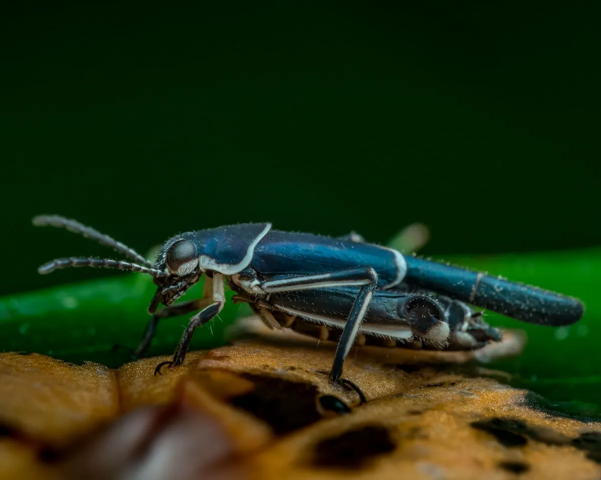 Mud Crickets - photo 3