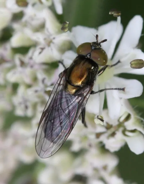 Riponnensia splendens - photo 2