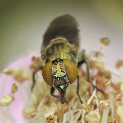Riponnensia splendens - photo 3