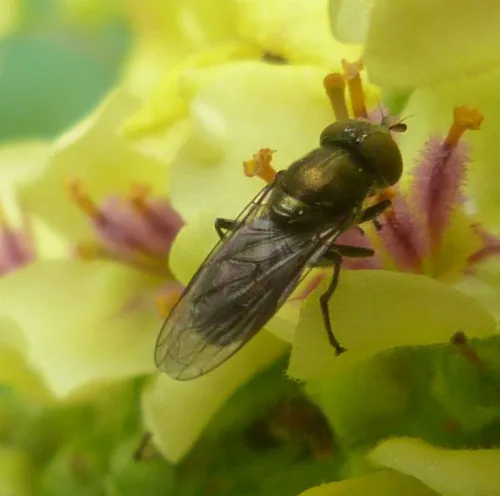 Riponnensia splendens - photo 4