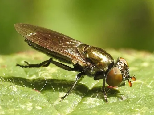Riponnensia splendens - photo 7
