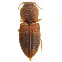 Rismethus scobinula - photo 2