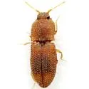 Rismethus scobinula - photo 3
