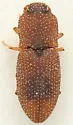 Rismethus scobinula - photo 4