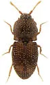 Rismethus squamiger