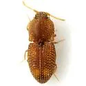 Rismethus squamiger - photo 3