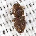 Rismethus squamiger - photo 4