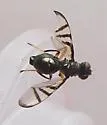 Rivellia cognata