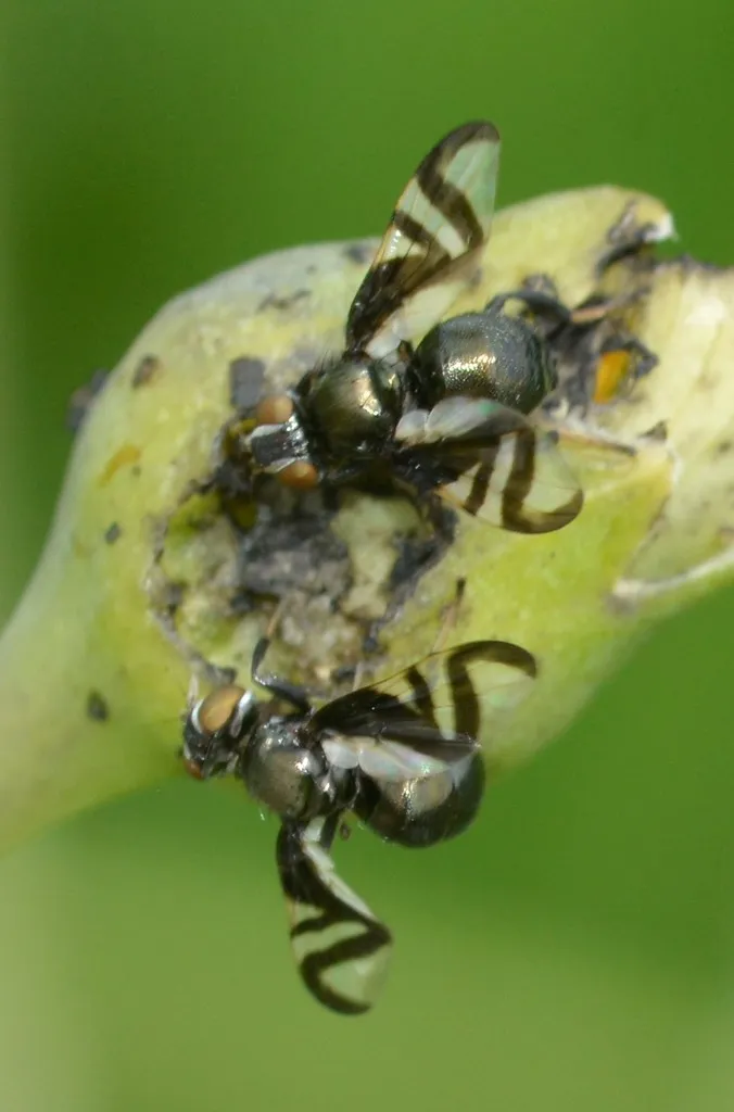 Rivellia conjuncta - photo 3
