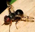 Rivellia flavimana