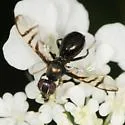 Rivellia flavimana - photo 3